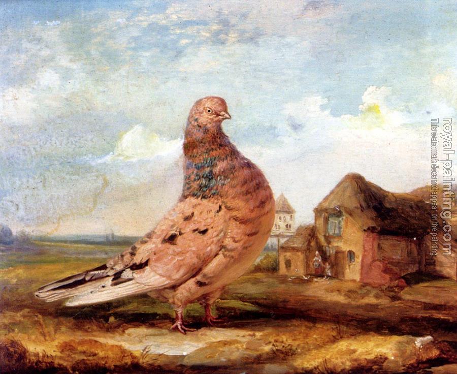 James Ward : A Fancy Pigeon